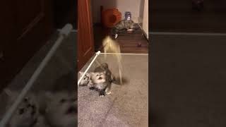Bedtime antics