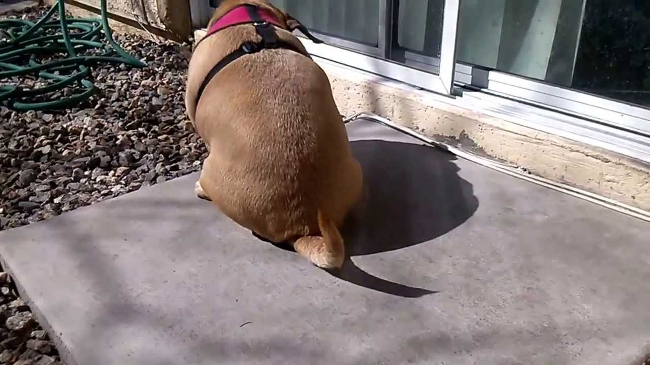 Chloe, Butt Scratching Puggle Dog, Puggle Dog Scratching Butt, Fat Puggle scratching