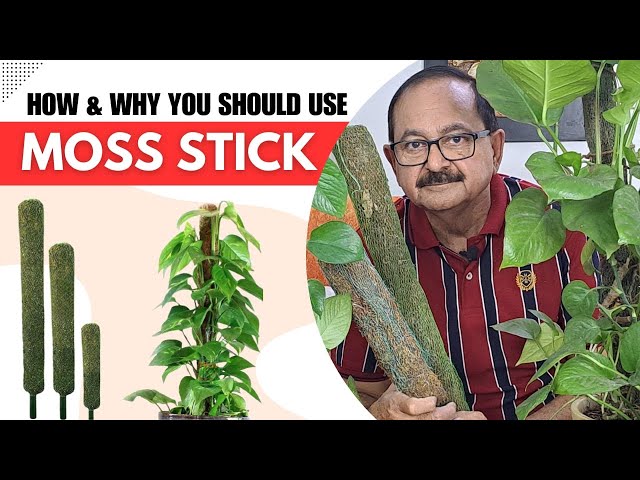 Moss Stick I How & Why you should use Moss Stick / Moss Pole - YouTube