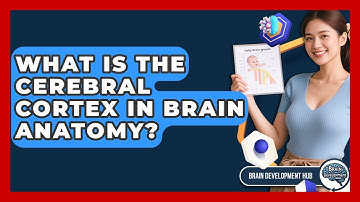What Is The Cerebral Cortex In Brain Anatomy? - Brain Development Hub