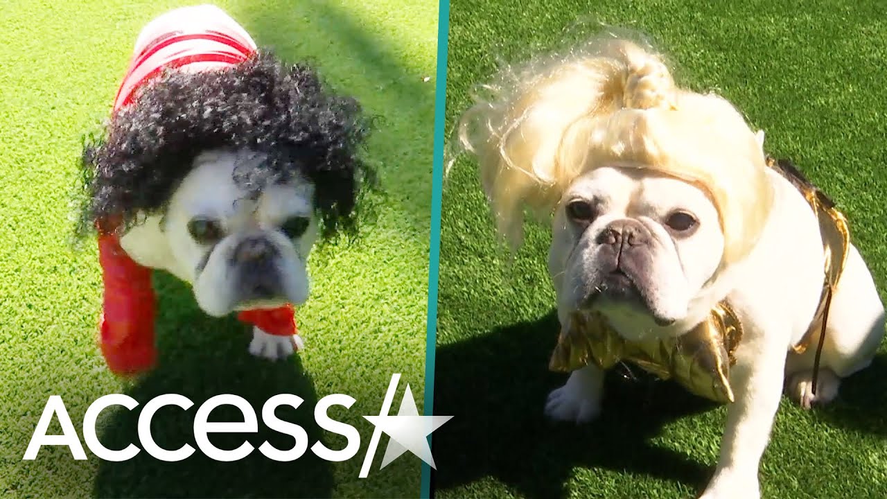 Mario Lopez’s Family Dogs Do A Fashion Show: See Their Looks