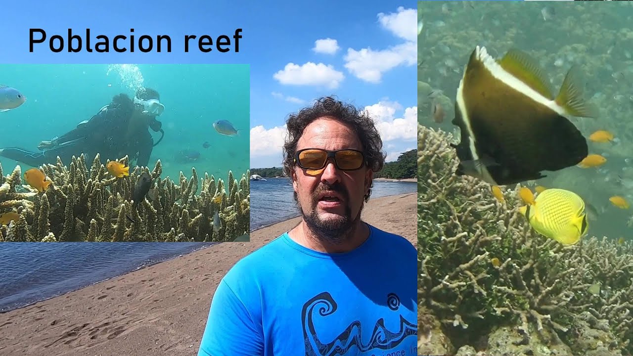 Dauin Dive Sites Poblacion Reef YouTube