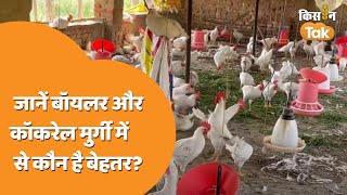 Cockerel & Broiler Hen: जानें क्यों बॉयलर से बेहतर है कॉकरेल मुर्गी, किसान ने बताई वजह | Kisan Tak