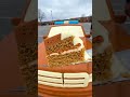 Pflaumenkuchen — Germany’s Famous Plum Cake! 🇩🇪🍑 #cake #viral #shorts