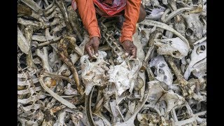 Indian Bone Collectors Who Are They And Why Does Whole Nation Disrespect Them?