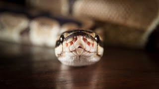Des Moines police: Python spotted in Waterbury neighborhood