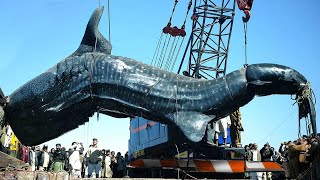 50 Biggest Creatures Ever Caught On Camera