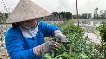 HƯỚNG DẪN TỈA NỤ CHO HOA CÚC PHA LÊ | KỸ THUẬT TRỒNG HOA