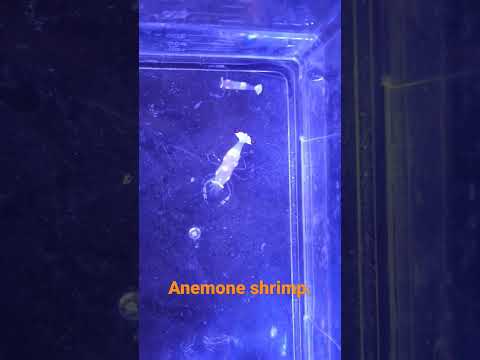 Anemone Shrimp 🦐