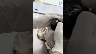 Burn Cream Applied To Electrocuted Monkey  #wildliferescue #animals