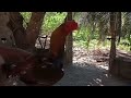 Mostrando as máquinas 🐓 da cocheira do amigo joao PARTE 2