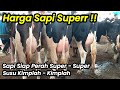 Harga Sapi Super !! Sapi FH Siap Perah Superan Harga Fantastis |Pasar Sapi Jelok Boyolali