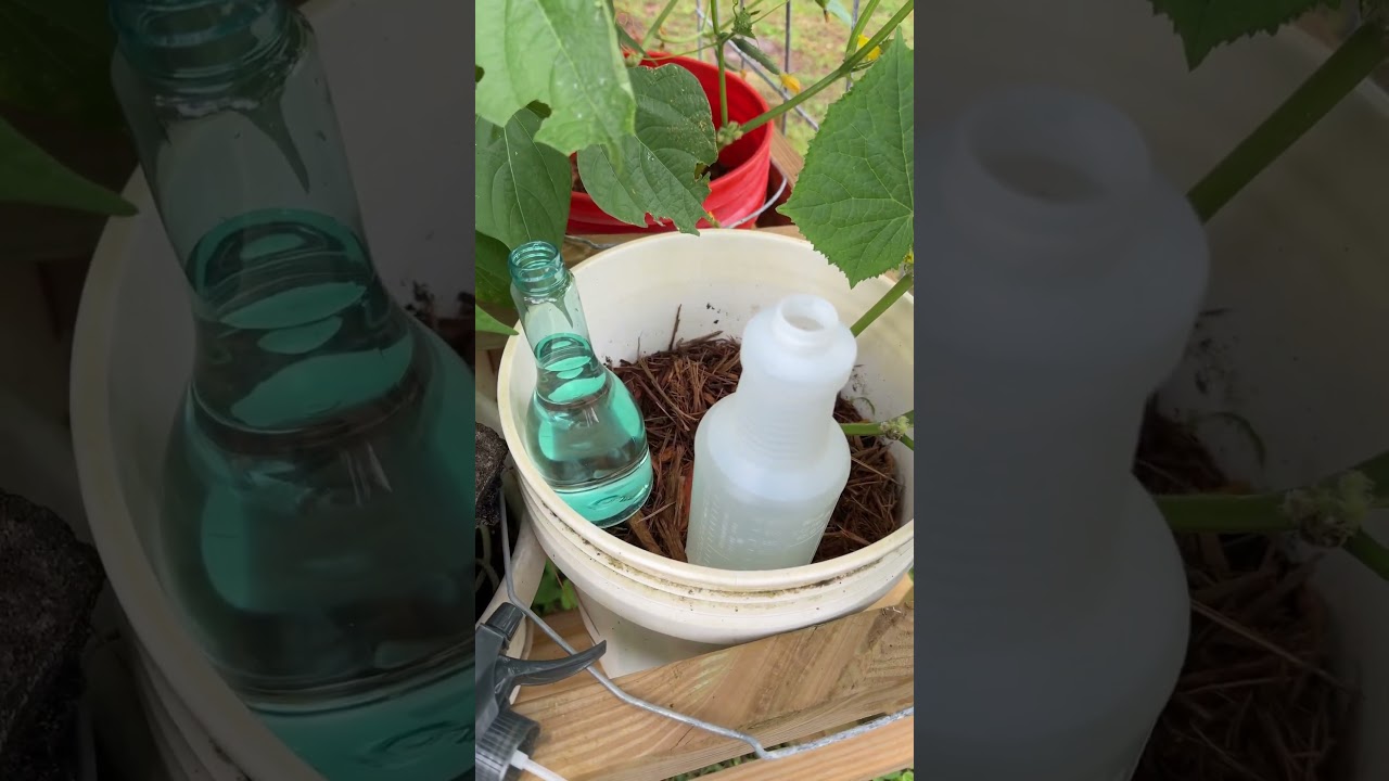 Stop any type of worm or caterpillar for good with bacillus thuringiensis (BT) Simple and effective!