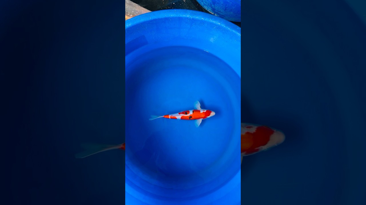 Doitsu sanke ! Nature’s art 🎨🌲 A beautiful combination of red , black and white ❤️