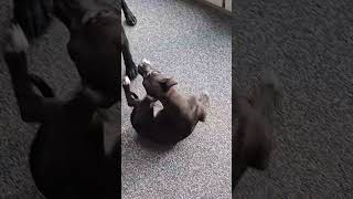 Bsl Patterdale Terriers Playfighting. Bsl Estacado Male Dog And Bsl Ginetta Female Pup