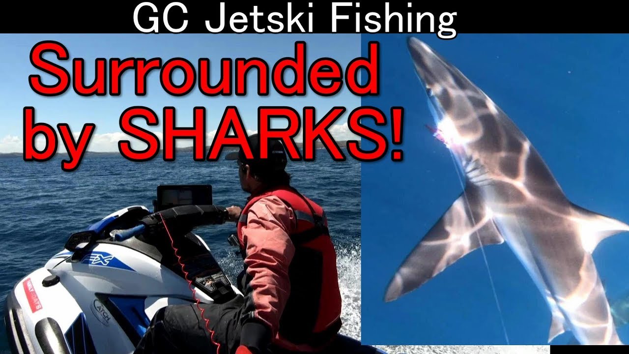 Surrounded by sharks on the jetski! - The Hull Truth - Boating and Fishing  Forum