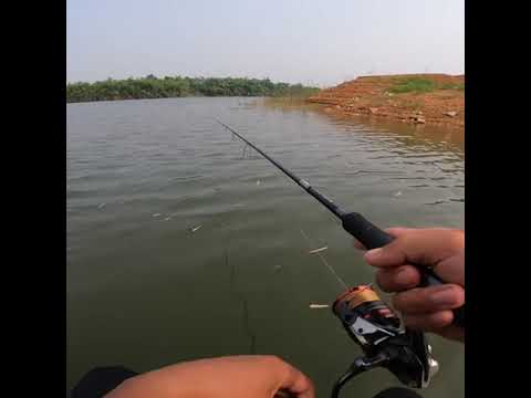 Video Thì ra cá ngoài này ngu. Táp toàn xịt :)) - youtube