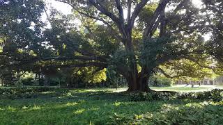 Spectacular Moreton Bay Fig tree collapse UWA November 2018