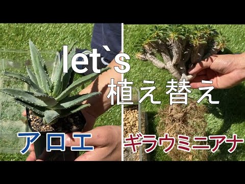 希少植物 アロエ ギラウミニアナ植え替え Youtube
