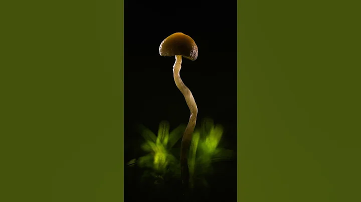 Macro Mushroom Photography with Flexible Lighting
