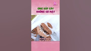 Ong bắp cày không có mật #soiphetimtoi