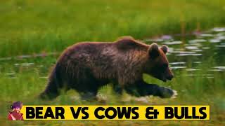 15 Unbelievable Bear Attacks And Interactions Caught On Camera