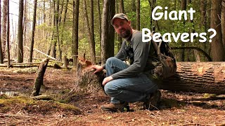 A Hike Around the Beaver Pond