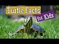 Turtle Facts Quiz