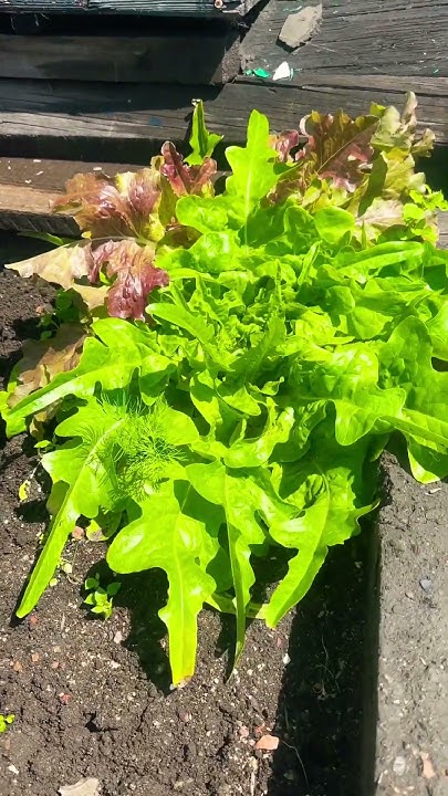 Салат 🥬 Дубачек) #дача #огород - YouTube