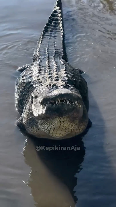 kenapa buaya setertarik itu sama manusia? sampe ikan aja dicuekin? 😧