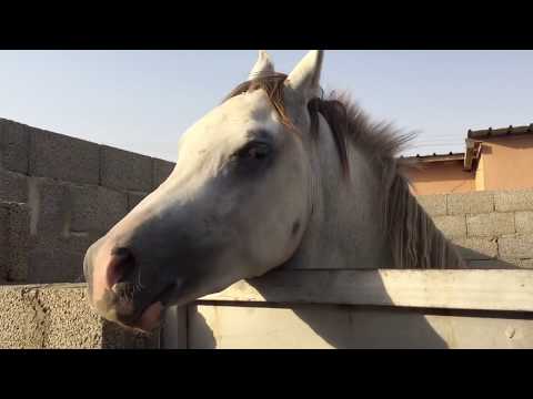 فيديو: كيف تلعب مع الخيول