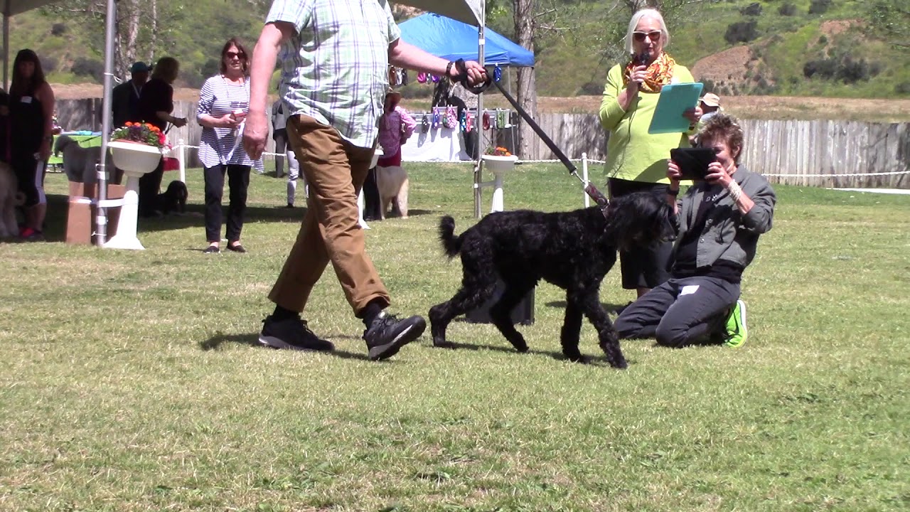 2019 Afghan Hound rescue parade - YouTube