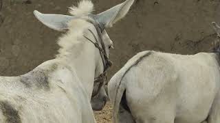 New Pairs Are Beautiful In Dkb Discovery Farm 12 August 2023