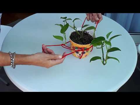 Video: Cestas colgantes para plantas - Plantas de interior en jardineras colgantes