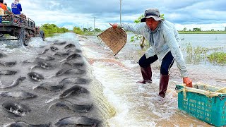 Unbelievable This Fishing after Dry Water - Best Boy Catching & Catfish By Best Hands