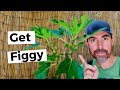 GROW YOUR OWN FIGS IN POTS