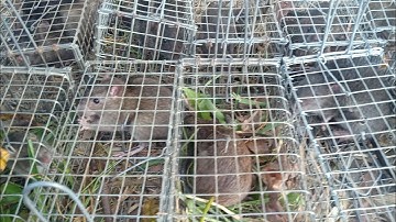 Thăm Bẫy Chuột Cống Nhum, Tập 213( Thử Đặt mồi)#ccvlog