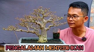 Download Lagu 100 POHON LEBIH MATI‼️ PENGALAMAN MEMBUAT BONSAI ANTING PUTRI MP3 Download Lagu 100 POHON LEBIH MATI‼️ PENGALAMAN MEMBUAT BONSAI ANTING PUTRI MP3