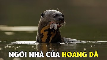 Amazon Ngôi Nhà Của Hoang Dã P1 | Khám Phá Thế Giới Động Vật Hoang Dã