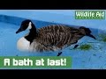 M25 Canada Goose is taking a dip!