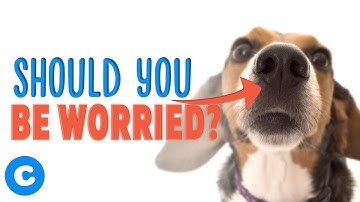 What to Do If Your Dog Has A Runny Nose | Chewy