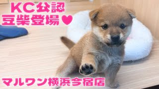 豆柴 | ペットショップ マルワン 小さめ子犬 美形な子猫 初心者安心の