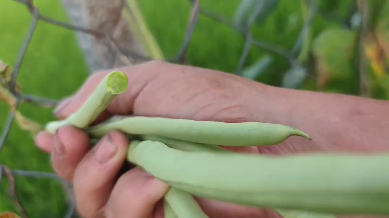 Hái đậu que đầu dụ quá đả 