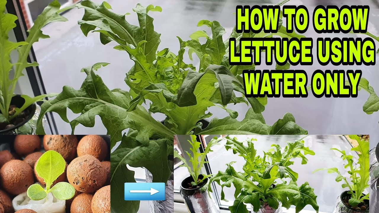 Hydroponic - Lettuce from Seed - 0 to 30 days 