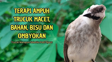 Trucukan GACOR ngalas ROPEL PANJANG suara alam AMPUH buat pancingan jadikan trucuk Gacor GARUDA