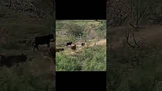 Top 10 Largest Cattle Ranches in the U S  WT Waggoner ranch Profile