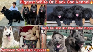 Biggest White Or Black Gsd Dog Kennelindia Ka First Blue Color Puppynew Puppy K Father Se Mila