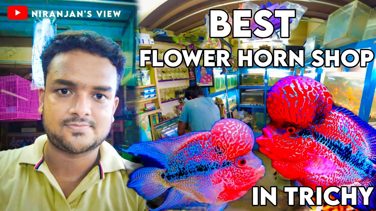 Best Flower Horn Fish Aquarium In Trichy/SRI GANESH AQUARIUM..🐟🐠 YouTube