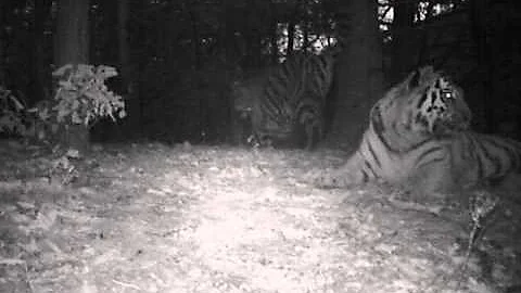 First image record of a tiger family in inland China! - DayDayNews