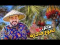 موسم جني أفضل التمور التونسية دقلة النور وصلت إلى قبلي بالجنوب التونسي وكشف أسرار المدينة المهجورة